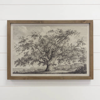 Large Old Elm Tree - Large Tree Sketch Canvas Art - Framed