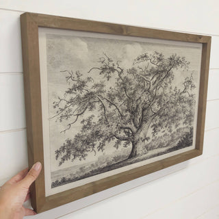 Large Old Elm Tree - Large Tree Sketch Canvas Art - Framed