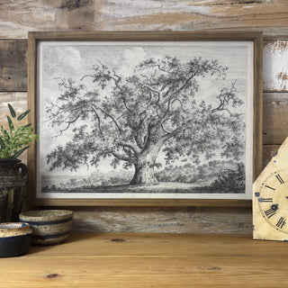 Large Old Elm Tree - Large Tree Sketch Canvas Art - Framed