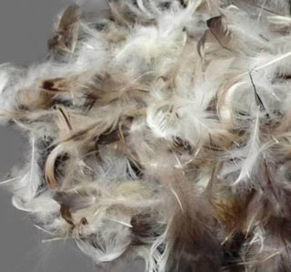 SUPPLY Down Feather Throw Pillow Insert